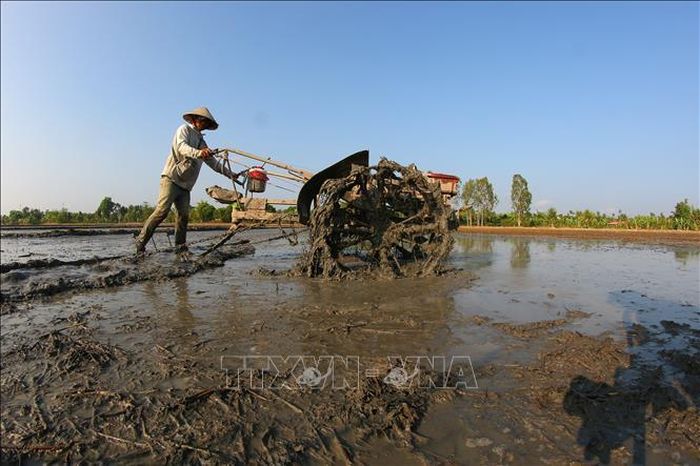 Trước khi gieo xạ, đất ruộng được xới, trục cho nhuyễn và bằng phẳng.