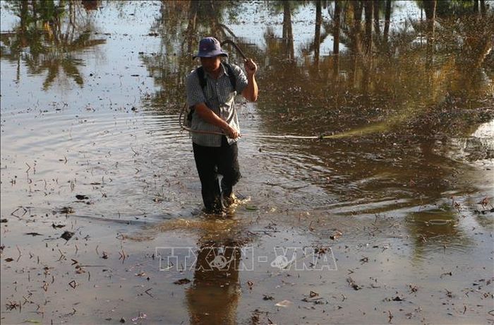 Xịt thuốc diệt ốc bươu vàng, diệt cỏ mầm trước khi gieo xạ lúa.