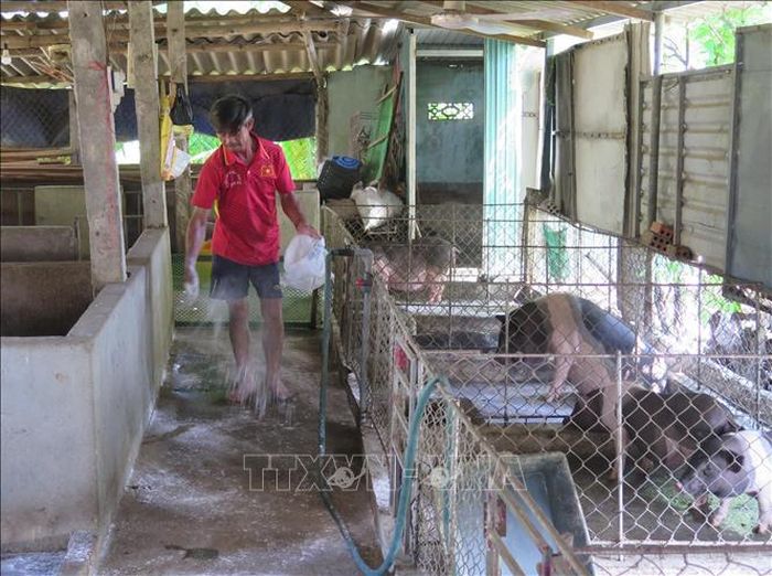 Người dân thực hiện rải vôi bột, khử trùng chuồng trại chăn nuôi có lợn mắc dịch tả lợn châu Phi. Ảnh tư liệu: Dư Toán/TTXVN