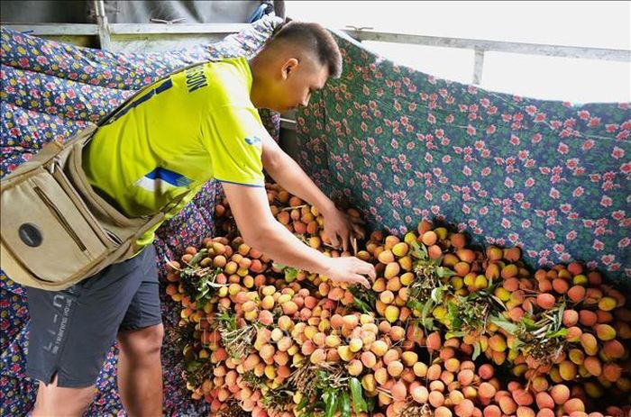 Thương lái thu mua vải sớm đi tiêu thụ ở thị trường trong nước và xuất khẩu. Ảnh: Đồng Thúy/TTXVN