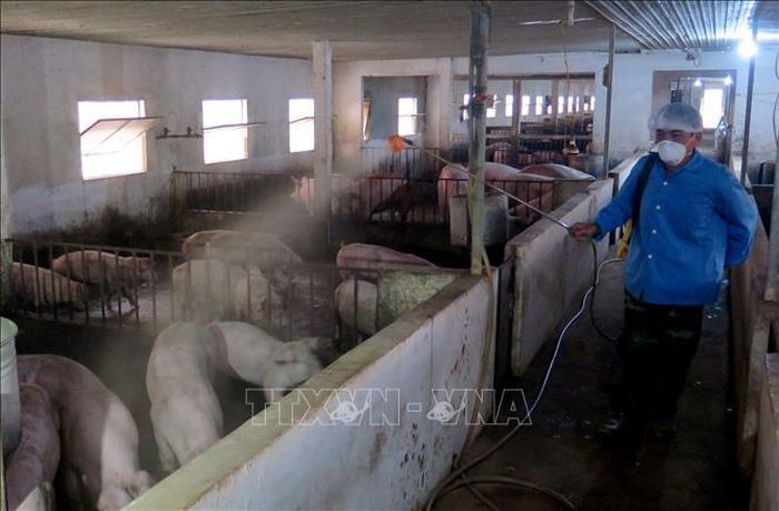 Lực lượng chức năng tỉnh Tuyên Quang phun thuốc khử trùng tại các trang trại nuôi lợn trên địa bàn tỉnh. Ảnh minh họa: Văn Tý/TTXVN