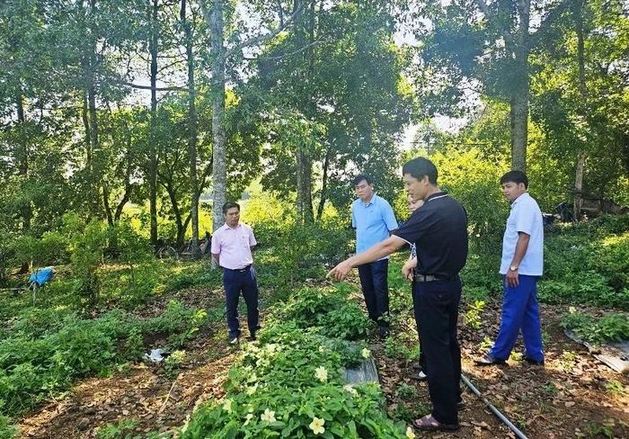 Phó Chủ tịch Ủy ban MTTQ tỉnh, Chủ tịch Hội Nông dân tỉnh Nguyễn Quốc Tiến thăm, nắm tình hình sử dụng vốn vay của một số hộ dân được vay vốn từ NHCSXH trên địa bàn xã Vĩnh Lộc.