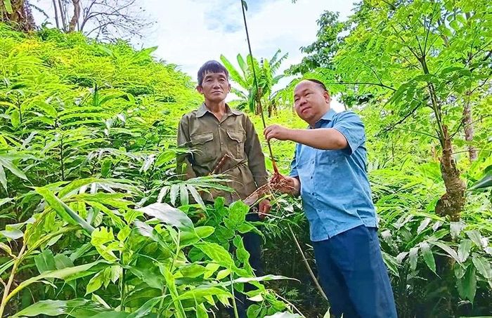 Lãnh đạo xã Nhi Sơn thăm mô hình trồng sa nhân của gia đình ông Thao Văn Tho tại bản Pá Hộc.