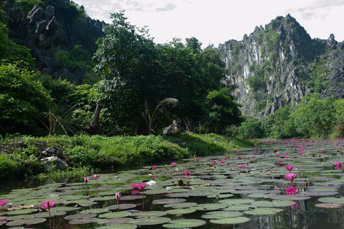 Hoa súng trên dòng suối Ấu