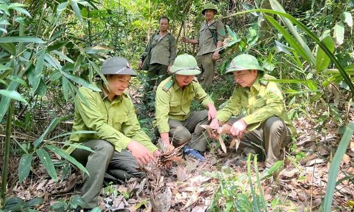  Hiện tại, thảm thực bì trong rừng khô và dày, tiềm ẩn nhiều nguy cơ gây cháy. 
