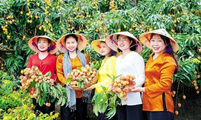  Vùng vải xuất khẩu xã Phúc Hòa thu hút nhiều du khách tham quan, trải nghiệm. 