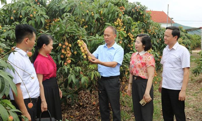 Lãnh đạo Sở Công Thương cùng cán bộ xã Nam Dương tham quan vườn vải thiều sản xuất theo quy trình VietGAP.