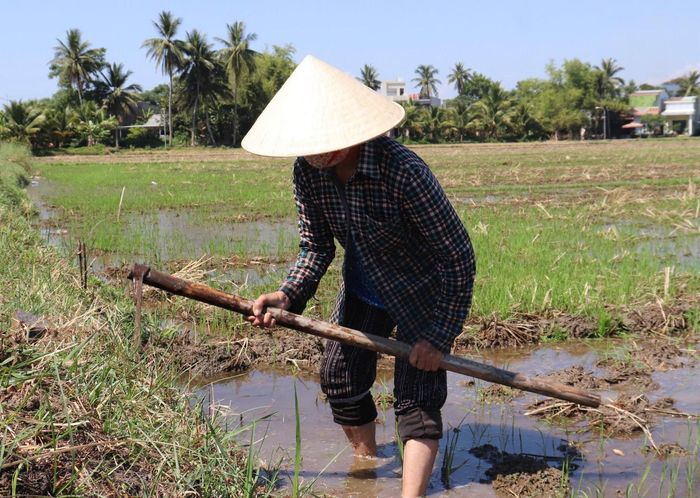 Mặc dù thời tiết khắc nghiệt, nông dân phường Cẩm Lệ vẫn ra đồng để bảo đảm tiến độ mùa vụ.
