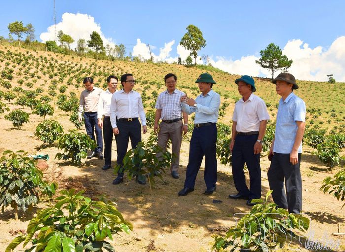 Đoàn công tác thăm mô hình trồng cà phê trên địa bàn xã Pu Nhi.