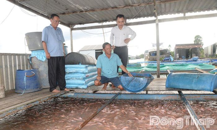 Hiện anh Ngô Văn Đề (người ngồi) duy trì 6 bè nuôi cá điêu hồng.