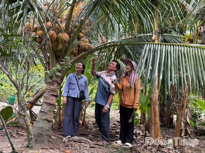 Bà Nguyễn Thị Lệ Hoa (bìa phải) đã chuyển toàn bộ diện tích vườn tạp trước đây sang trồng dừa mã lai đỏ phục vụ xuất khẩu.