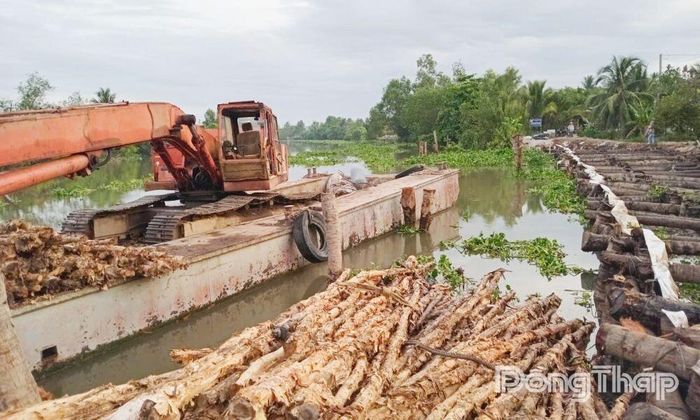 Hằng trăm cây dừa và tràm đưa vào xử lý điểm sạt lở.