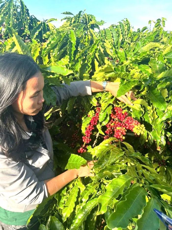 Công ty TNHH Chế biến nông sản Jrai Ia Ly (xã Ia Phí) thu hoạch cà phê khi quả chín đạt tỷ lệ cao để nâng cao giá trị sản phẩm. Ảnh: ĐVCC