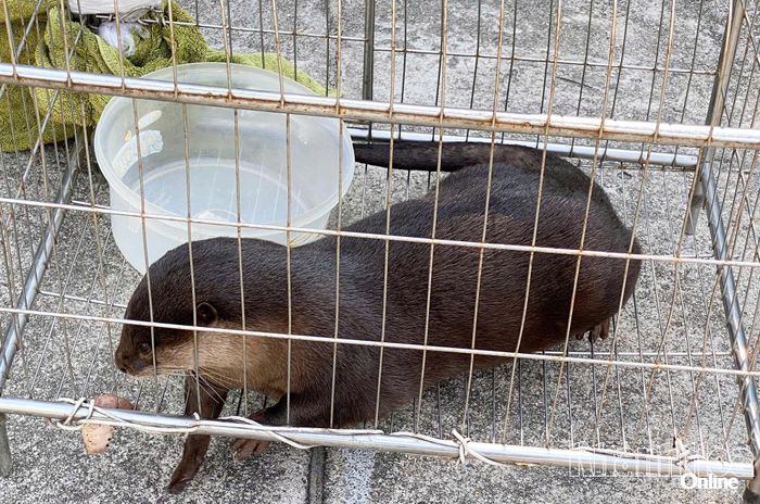 Rái cá vuốt bé (Aonyx cinereus) là loài động vật hoang dã nguy cấp, quý, hiếm thuộc nhóm được pháp luật bảo vệ nghiêm ngặt tại Việt Nam.