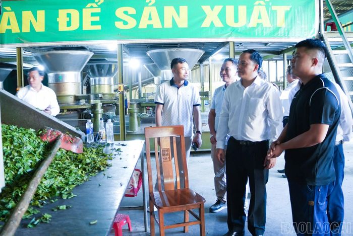 Đoàn công tác huyện Mường Ét, tỉnh Hua Phăn tham quan Hợp tác xã chè Mường Khương 2.