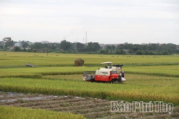 Nhờ xây dựng cánh đồng lớn, bà con nông dân xã Liên Minh đã tiết kiệm được nhiều chi phí trong cấy lúa.