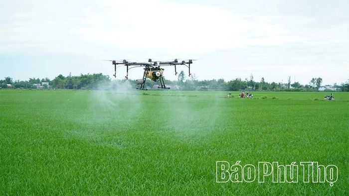 Cánh đồng lớn giúp bà con nông dân tiết kiệm được chi phí tối đa trong việc phòng trừ sâu bệnh, tránh được lây lan trên diện rộng, bảo vệ kết quả sản xuất.