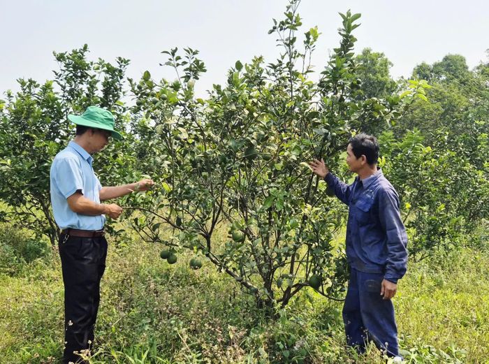 Mô hình của ông Trần Chí Linh chú trọng sản xuất theo hướng hữu cơ để phát triển kinh tế bền vững - Ảnh: K.S