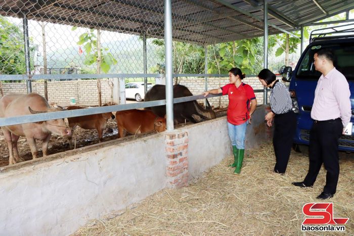 Phòng Giao dịch Ngân hàng CSXH Phù Yên kiểm tra việc sử dụng vốn vay tại xã Phù Yên.