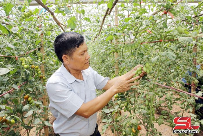 Chăm sóc cây cà chua Cherry tại HTX Nông nghiệp Dũng Tiến, phường Vân Sơn.
