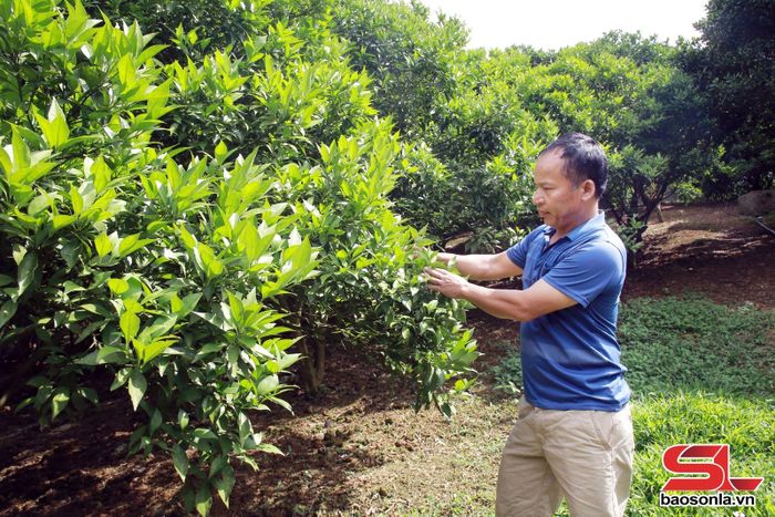 Ông Trần Văn Khanh, tổ dân phố 68, phường Vân Sơn, chăm sóc vườn cam.