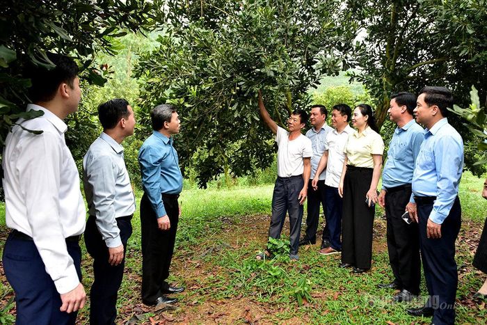 Phó Bí thư Tỉnh ủy, Chủ tịch Ủy ban MTTQ Việt Nam tỉnh Ma Thế Hồng và đoàn công tác tham quan mô hình trồng cây Mác ca tại thôn Thanh Tân, xã Sơn Thủy.