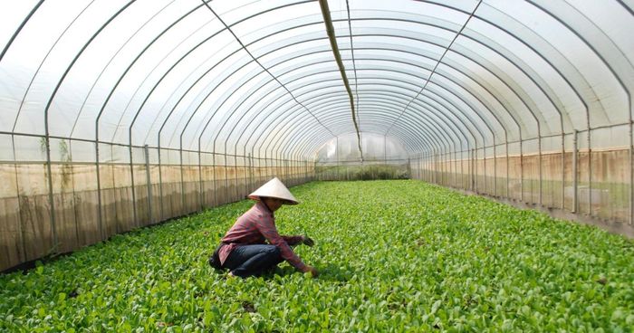 HTX rau hữu cơ tại HTX Cuối Quý (Hà Nội).