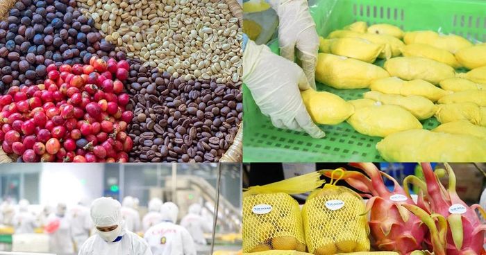Từ một quốc gia đứng bên bờ nạn đói, Việt Nam hiện đã trở thành top 3 nước xuất khẩu gạo lớn nhất thế giới...