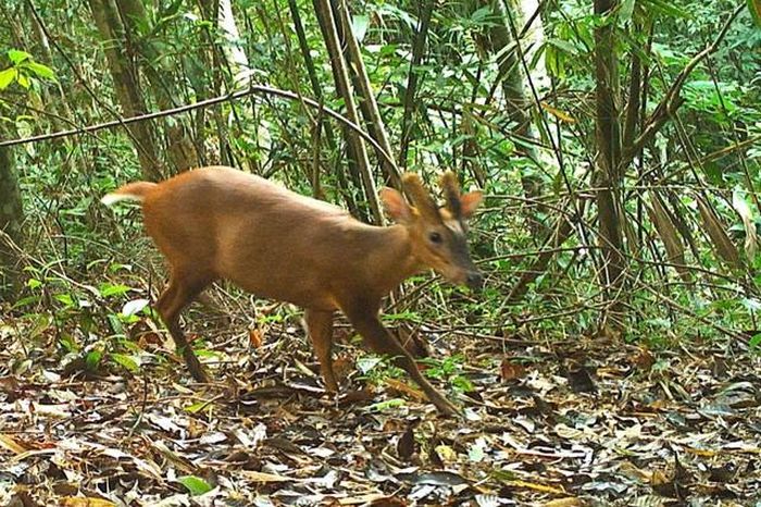 Loài động vật Mang Pù Hoạt, tên khoa học là Muntiacus puhoatensis đang thu hút sự quan tâm đặc biệt của giới nghiên cứu. (Ảnh: Vietnam.vn).