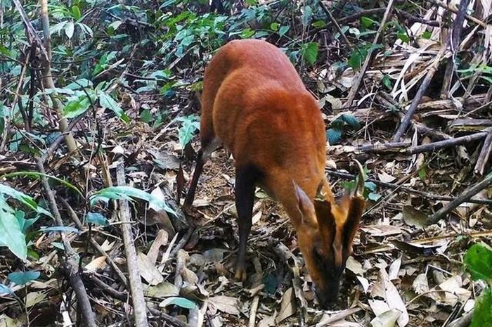 Mang Pù Hoạt là một loài động vật quý hiếm (Ảnh: Vietnam.vn).