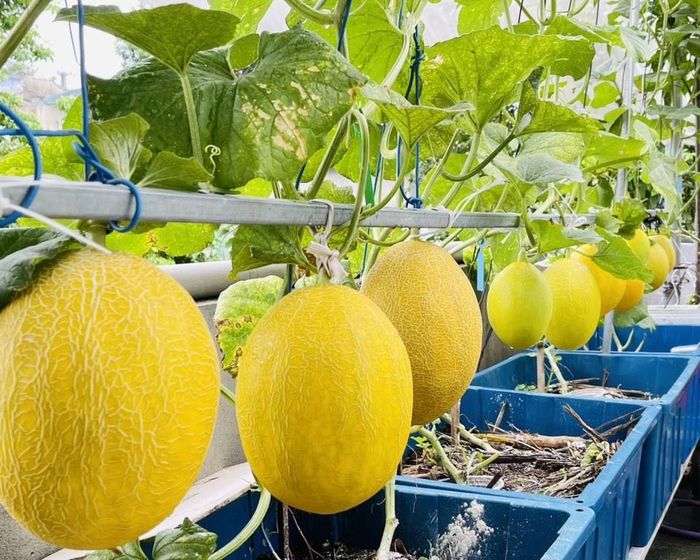 Chị Ngọc chinh phục thành công dưa lưới - giống cây ưa nắng, khó trồng nhưng ăn ngọt mát