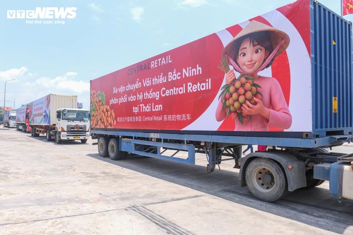 Central Retail đưa vải thiều Bắc Ninh vào mạng lưới hơn 300 cửa hàng và trung tâm thương mại trên toàn quốc.