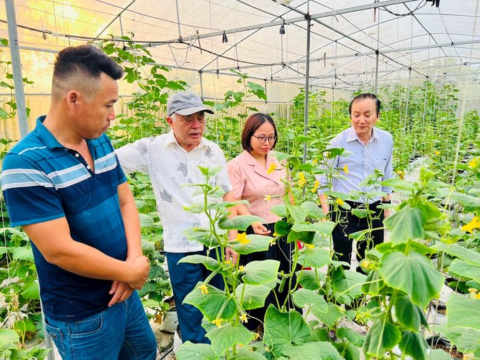 Các đại biểu tham quan mô hình trồng dưa chuột trong nhà lưới thử nghiệm gel thông minh tại xã Bình Minh. Ảnh: Ánh Ngọc