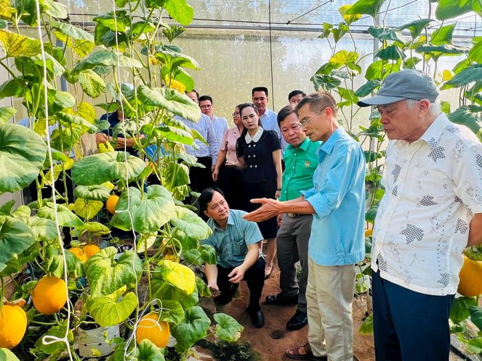 Các đại biểu đã tham quan trực tiếp mô hình trồng dưa trong nhà lưới thử nghiệm gel thông minh tại xã Ứng Thiên. Ảnh: Ánh Ngọc
