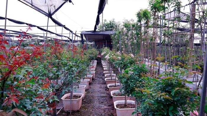 Diện tích vườn hồng của anh Ánh hiện là hơn 10.000m². Ảnh: Hồng Giang