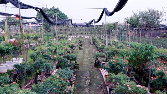Vườn hồng của anh Ánh có khoảng hơn 20.000 cây các loại. Ảnh: Hồng Giang