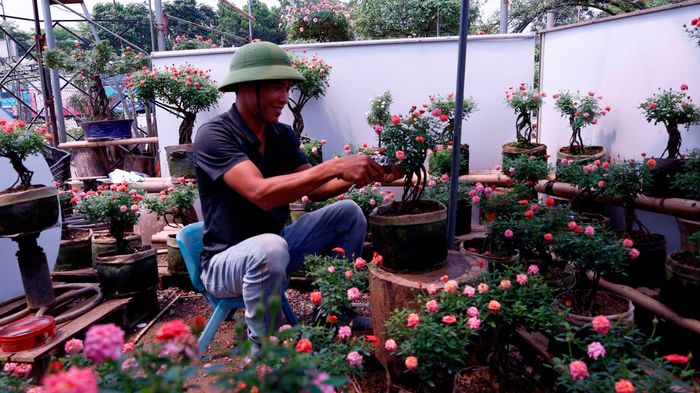 Anh Trần Ngọc Ánh đang chăm sóc những cây hoa hồng bonsai. Ảnh: Hồng Giang