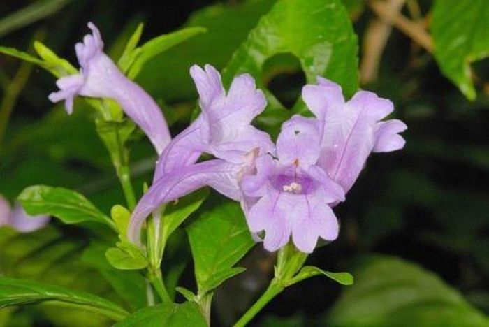 Lá chàm mèo đun với sài đất lấy nước tắm cho trẻ có tác dụng trị rôm sảy mùa hè.