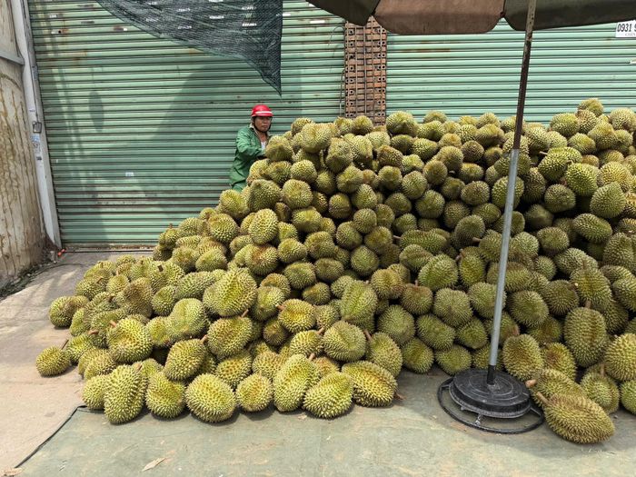  Sầu riêng giá rẻ chất đống trên vỉa hè. Ảnh: THU HÀ 