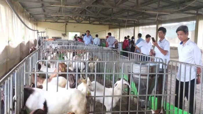 Nuôi dê theo hình thức nhốt chuồng tại Vĩnh Long.