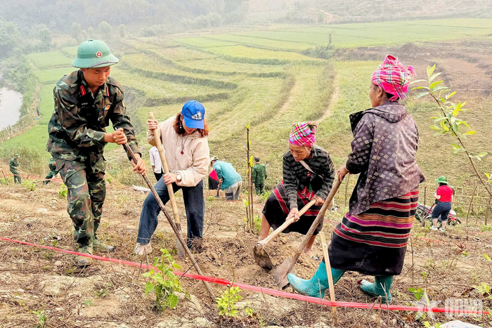 Bộ đội Sư đoàn 355 cùng người dân địa phương đào hố trồng mắc ca. Ảnh: QUANG QUÝ