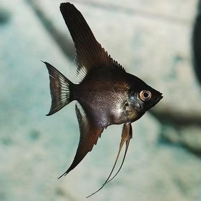 Ảnh: liveaquaria