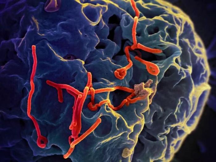 Virus Ebola - Ảnh minh họa nguồn Internet