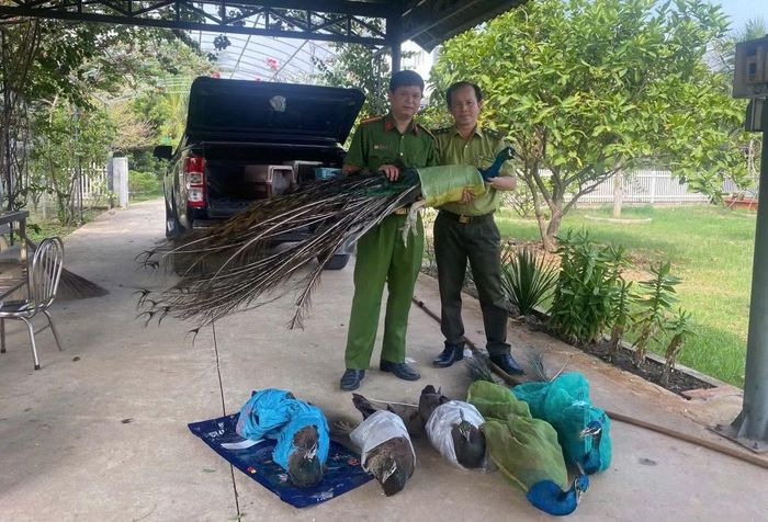 Con chim công Ấn Độ quý hiếm.