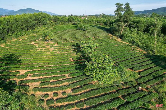 Để chủ động nguồn nước tưới trong mùa nắng nóng, nhiều hộ dân trồng chè tại xã Kỳ Thượng đã kéo vòi, lắp đặt hệ thống đường ống dẫn nước lên các đồi chè có độ dốc cao nhằm kịp thời bổ sung độ ẩm cho cây, hạn chế nguy cơ khô hạn ảnh hưởng đến sinh trưởng và năng suất.
