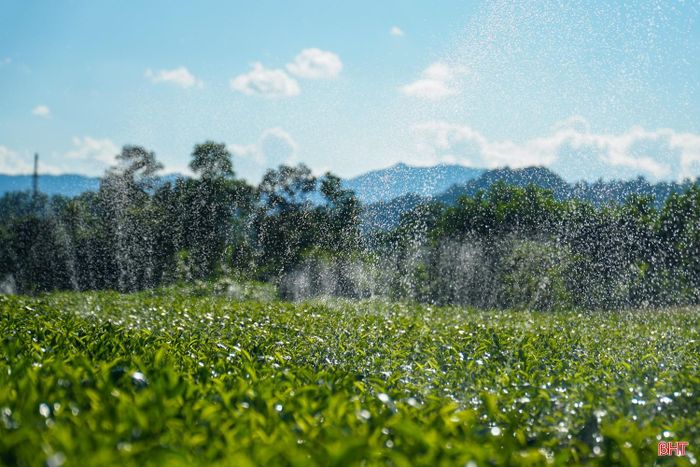 Ông Nguyễn Đình Lâm (xã Sơn Kim 2) tranh thủ sửa chữa lại hệ thống đường ống, kéo thêm ống bạt dẫn nước để chủ động nguồn tưới cho chè trong mùa nắng nóng. Việc đảm bảo nguồn nước kịp thời giúp cây chè giữ được độ ẩm, hạn chế tình trạng cháy lá, khô héo khi nhiệt độ ngoài trời tăng cao.
