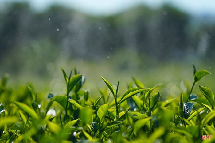 Hệ thống điện được đầu tư ngay tại các vùng chè giúp người dân thuận lợi hơn trong vận hành máy bơm, chủ động nguồn nước tưới trong mùa nắng nóng, góp phần giữ cho cây xanh tốt và đảm bảo sản lượng thu hoạch.