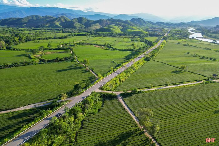 Xã Sơn Kim 2 hiện có khoảng 350 ha chè công nghiệp. Trước nguy cơ nắng nóng kéo dài, chính quyền địa phương đã tăng cường tuyên truyền, hướng dẫn người dân chủ động nguồn nước tưới, thực hiện các biện pháp giữ ẩm và chăm sóc cây phù hợp nhằm hạn chế thiệt hại cho diện tích chè nguyên liệu.