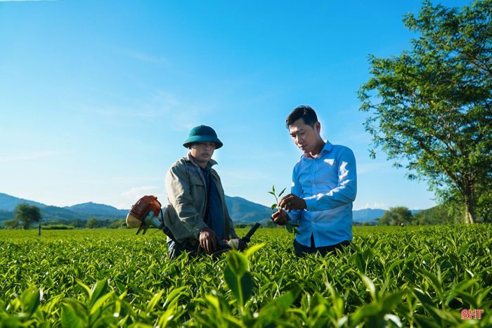 Cán bộ Xí nghiệp Chè Tây Sơn hướng dẫn người dân các biện pháp chăm sóc, chống hạn cho cây chè trong mùa nắng nóng. Ngoài tưới nước, làm cỏ, người dân còn được khuyến cáo bón phân hợp lý, tăng cường dinh dưỡng nhằm giúp cây chè phục hồi và sinh trưởng tốt trong điều kiện thời tiết khô nóng kéo dài.