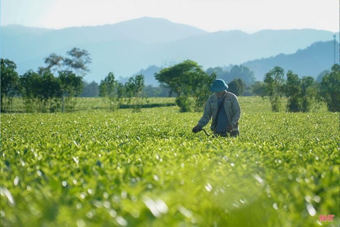 Nhiều hộ có điều kiện đầu tư máy móc đã sử dụng máy cắt cỏ để phát quang, làm sạch cỏ dại quanh gốc chè, góp phần giảm công lao động và nâng cao hiệu quả chăm sóc cây chè.